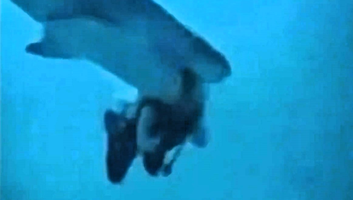 A diver in the Maldives narrowly escaped death when a shark grabbed their head mid-dive. Captured on camera, the shark eventually swam off, leaving the diver shaken but alive.