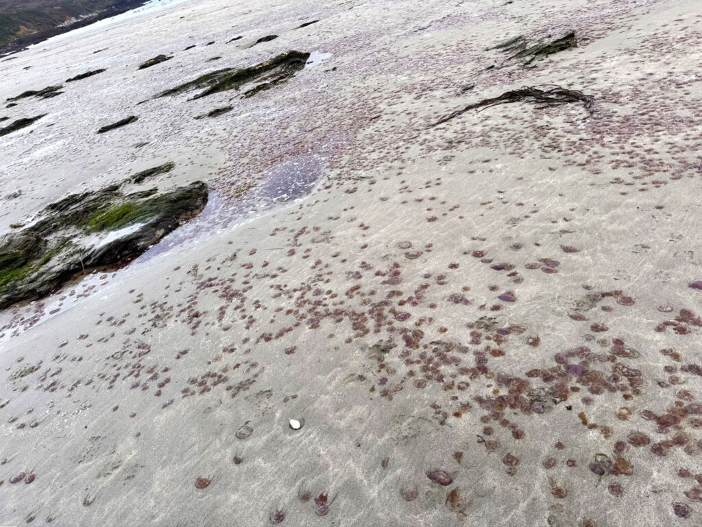 Thousands of dangerous Mauve Stinger jellyfish found in UK waters. Nasty stings but not deadly. Swimmers forced to abandon sea crossing after multiple stings.