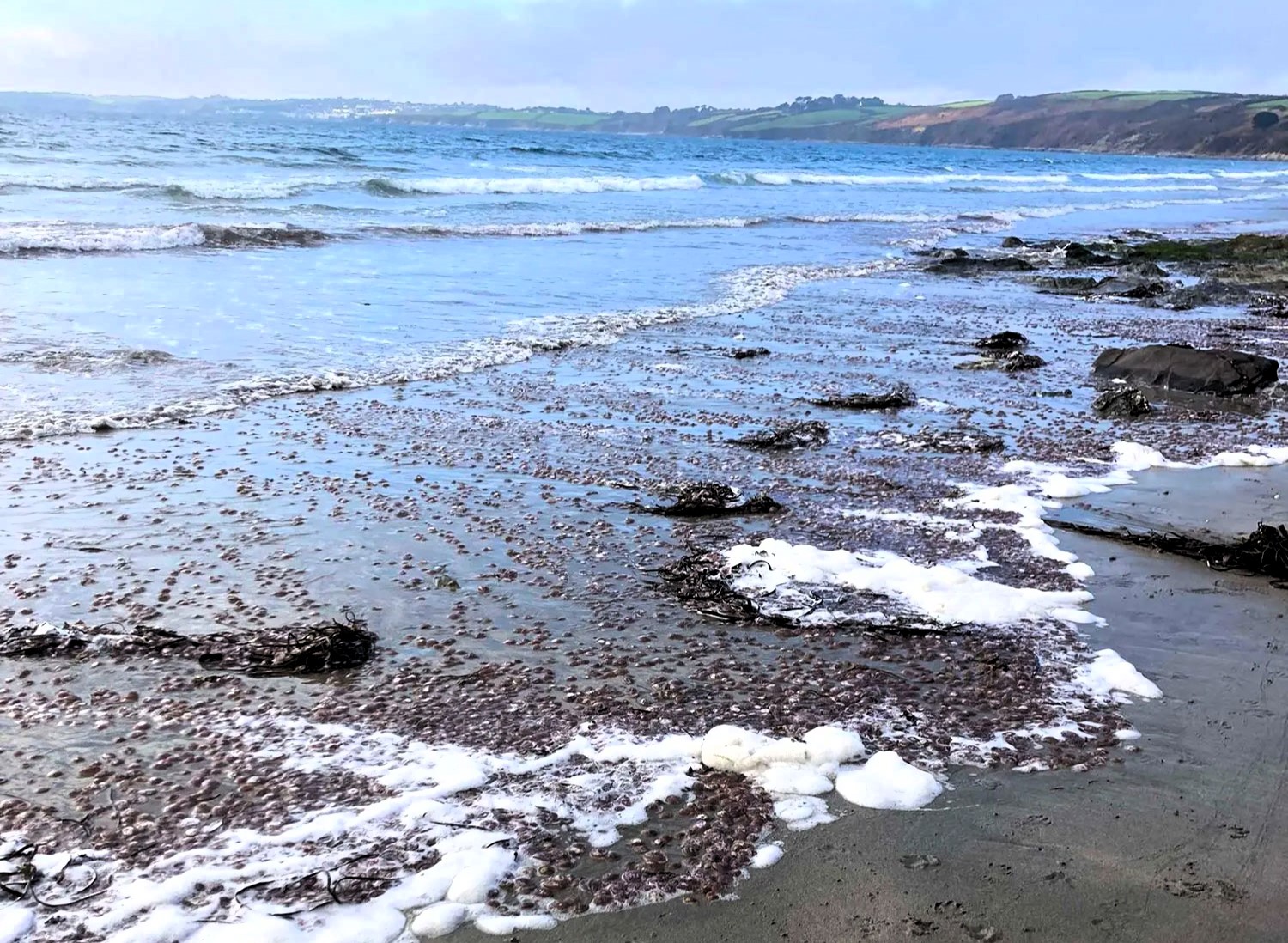 Thousands of dangerous Mauve Stinger jellyfish found in UK waters. Nasty stings but not deadly. Swimmers forced to abandon sea crossing after multiple stings.