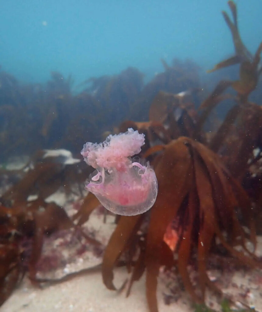 Thousands of dangerous Mauve Stinger jellyfish found in UK waters. Nasty stings but not deadly. Swimmers forced to abandon sea crossing after multiple stings.