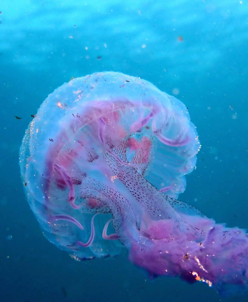 Thousands of dangerous Mauve Stinger jellyfish found in UK waters. Nasty stings but not deadly. Swimmers forced to abandon sea crossing after multiple stings.