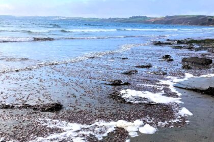 Thousands of dangerous Mauve Stinger jellyfish found in UK waters. Nasty stings but not deadly. Swimmers forced to abandon sea crossing after multiple stings.