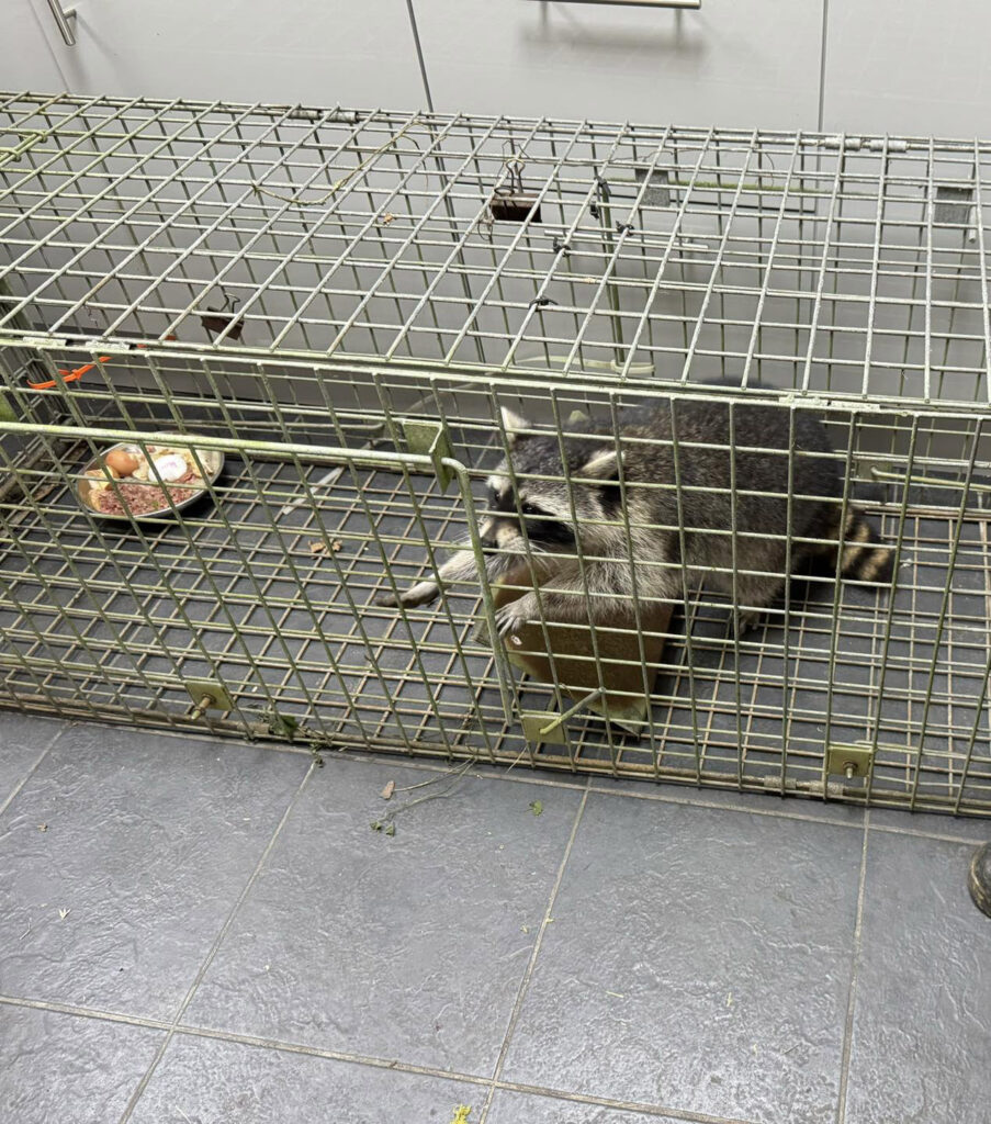 Three of four escaped raccoons from Amazon World Zoo Park, Isle of Wight, have been found; locals urged to check sheds for the last missing sibling.