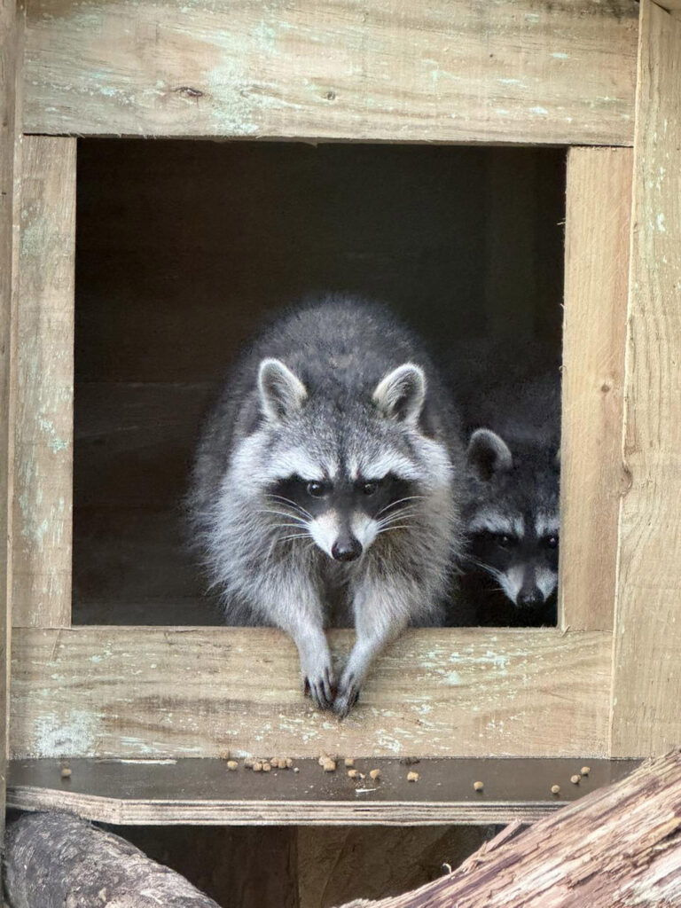 Three of four escaped raccoons from Amazon World Zoo Park, Isle of Wight, have been found; locals urged to check sheds for the last missing sibling.