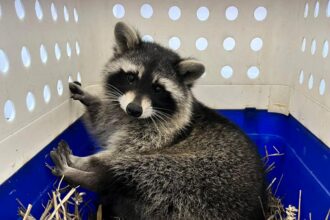 Three of four escaped raccoons from Amazon World Zoo Park, Isle of Wight, have been found; locals urged to check sheds for the last missing sibling.