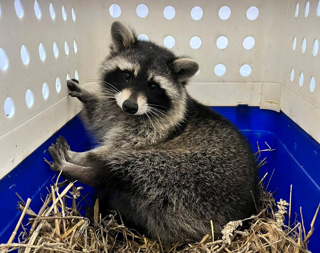 Three of four escaped raccoons from Amazon World Zoo Park, Isle of Wight, have been found; locals urged to check sheds for the last missing sibling.