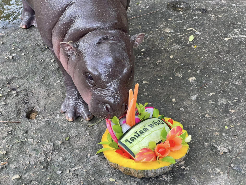 Adorable pygmy hippo Moo Deng 'predicts' the 2024 US election winner with a watermelon feast, charming fans worldwide with her playful antics at Thailand's Khao Kheow Zoo.