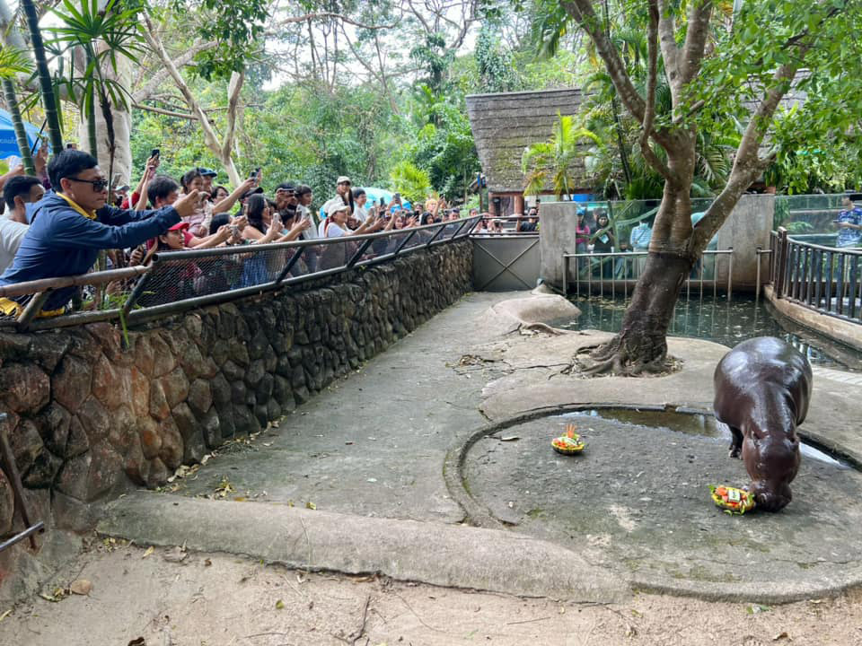 Adorable pygmy hippo Moo Deng 'predicts' the 2024 US election winner with a watermelon feast, charming fans worldwide with her playful antics at Thailand's Khao Kheow Zoo.