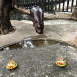 Adorable pygmy hippo Moo Deng 'predicts' the 2024 US election winner with a watermelon feast, charming fans worldwide with her playful antics at Thailand's Khao Kheow Zoo.