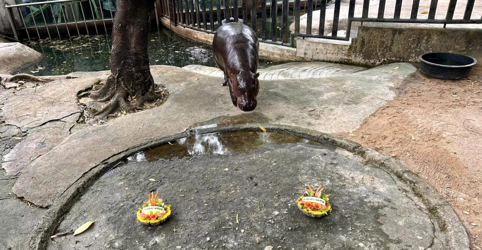 Adorable pygmy hippo Moo Deng 'predicts' the 2024 US election winner with a watermelon feast, charming fans worldwide with her playful antics at Thailand's Khao Kheow Zoo.