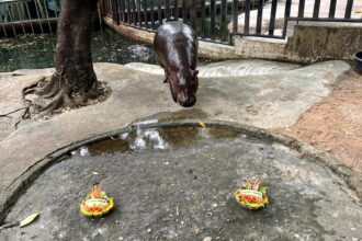 Adorable pygmy hippo Moo Deng 'predicts' the 2024 US election winner with a watermelon feast, charming fans worldwide with her playful antics at Thailand's Khao Kheow Zoo.