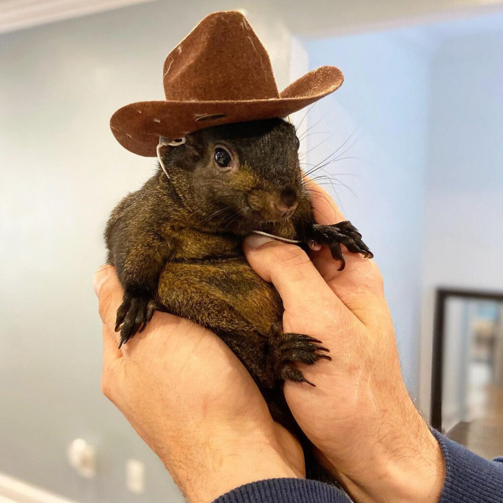 Beloved Instagram squirrel Peanut, with 500,000 followers, seized by New York DEC, leaving owner devastated and fans rallying with petitions and donations for his return.