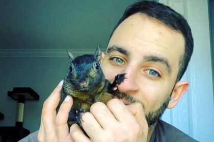 Beloved Instagram squirrel Peanut, with 500,000 followers, seized by New York DEC, leaving owner devastated and fans rallying with petitions and donations for his return.