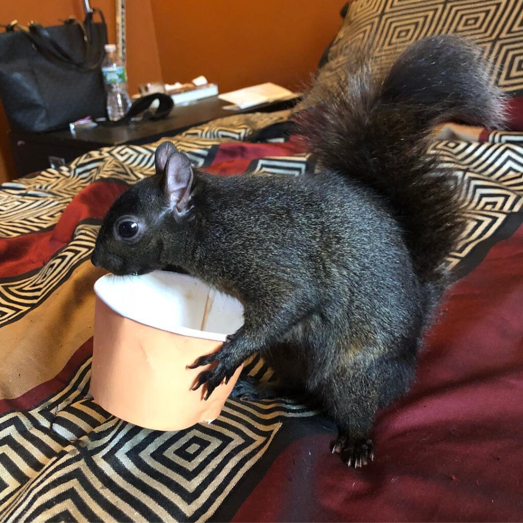 Beloved Instagram squirrel Peanut, with 500,000 followers, seized by New York DEC, leaving owner devastated and fans rallying with petitions and donations for his return.