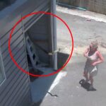 A woman on Australia’s Gold Coast was shocked when a giant snake swung out from her garage roof as she opened the door, sparking viral reactions to the dramatic CCTV footage.