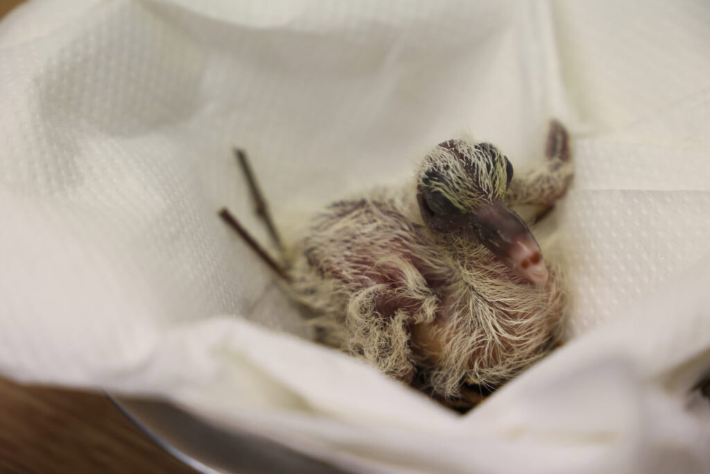 World's rarest bird, the pink pigeon, gets a boost as Paignton Zoo successfully hand-rears a squab, aiding conservation efforts for this critically endangered species.