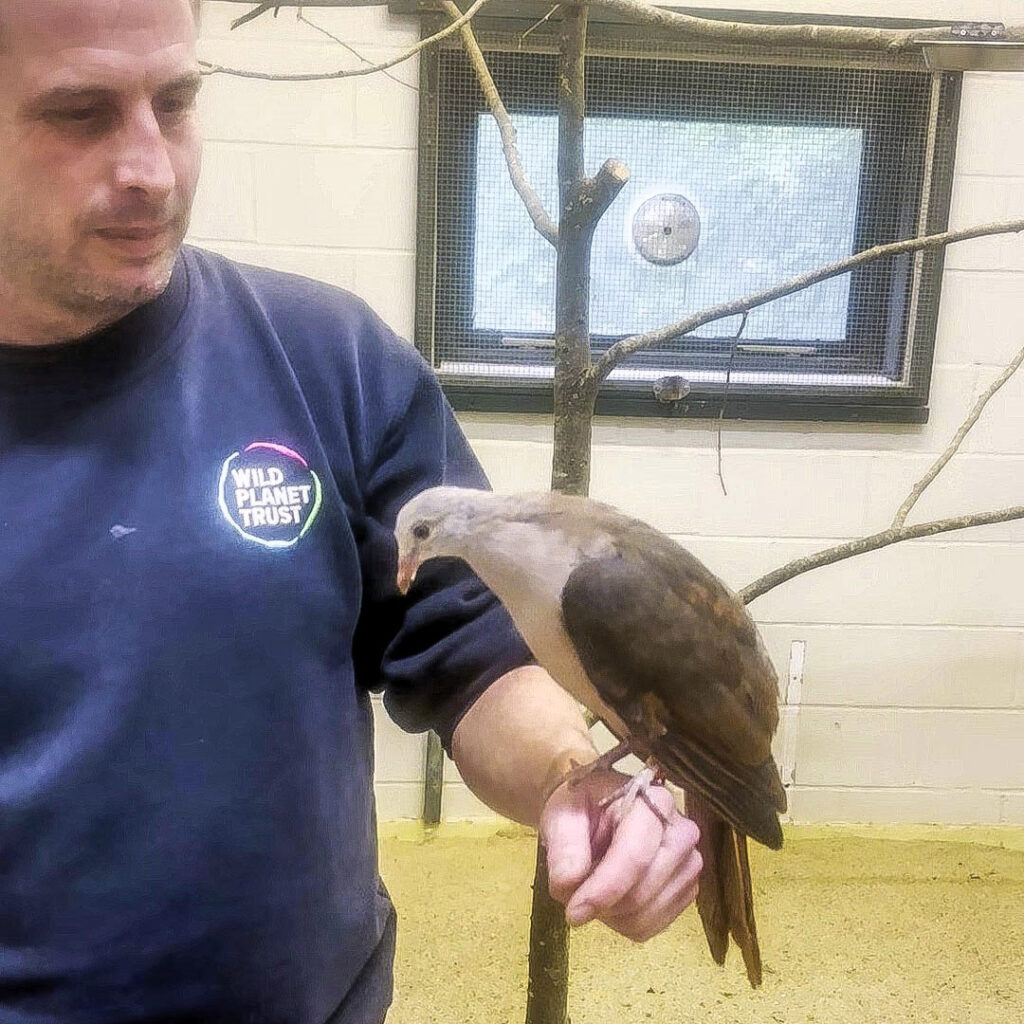 World's rarest bird, the pink pigeon, gets a boost as Paignton Zoo successfully hand-rears a squab, aiding conservation efforts for this critically endangered species.