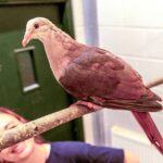 World's rarest bird, the pink pigeon, gets a boost as Paignton Zoo successfully hand-rears a squab, aiding conservation efforts for this critically endangered species.