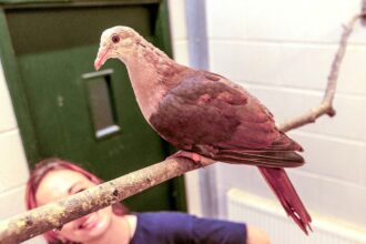 World's rarest bird, the pink pigeon, gets a boost as Paignton Zoo successfully hand-rears a squab, aiding conservation efforts for this critically endangered species.