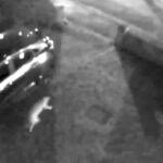 A Warrington family’s CCTV captured a large, puma-like cat prowling their street, sparking debate among locals. The feline's size and movements rule out domestic cats or dogs.