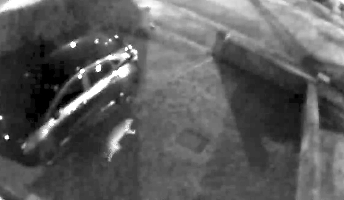 A Warrington family’s CCTV captured a large, puma-like cat prowling their street, sparking debate among locals. The feline's size and movements rule out domestic cats or dogs.