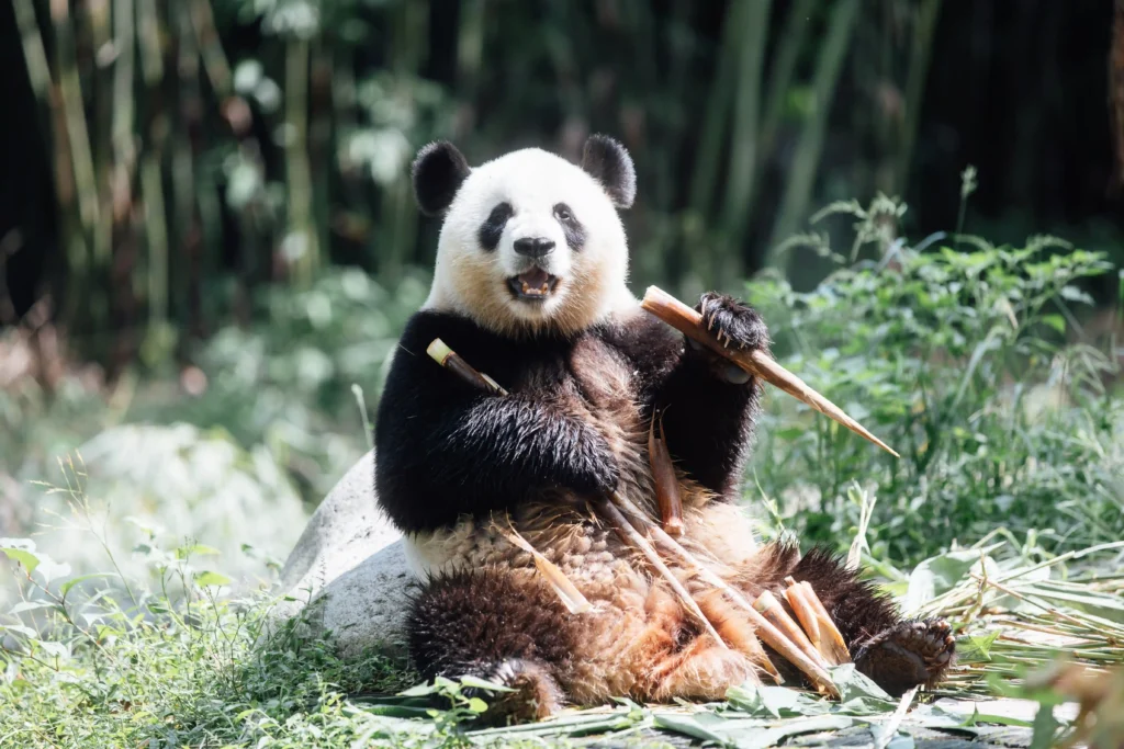 Giant pandas An An and Ke Ke keep their names after Ocean Park receives 22,600 suggestions. The five-year-olds debut in Hong Kong, highlighting conservation efforts.