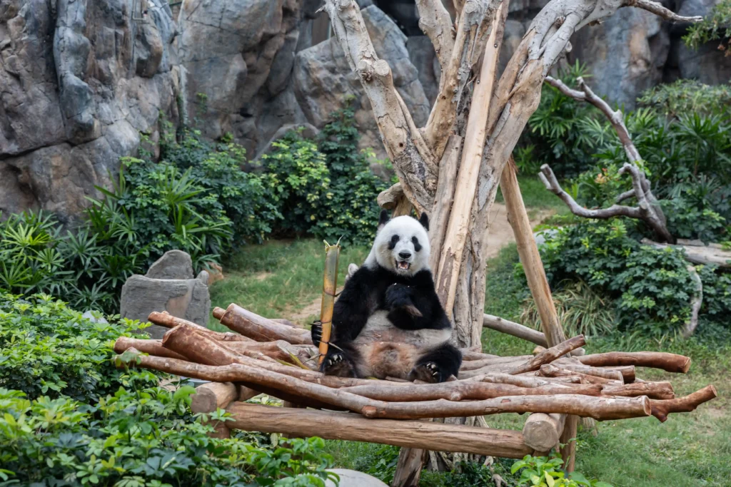 Giant pandas An An and Ke Ke keep their names after Ocean Park receives 22,600 suggestions. The five-year-olds debut in Hong Kong, highlighting conservation efforts.