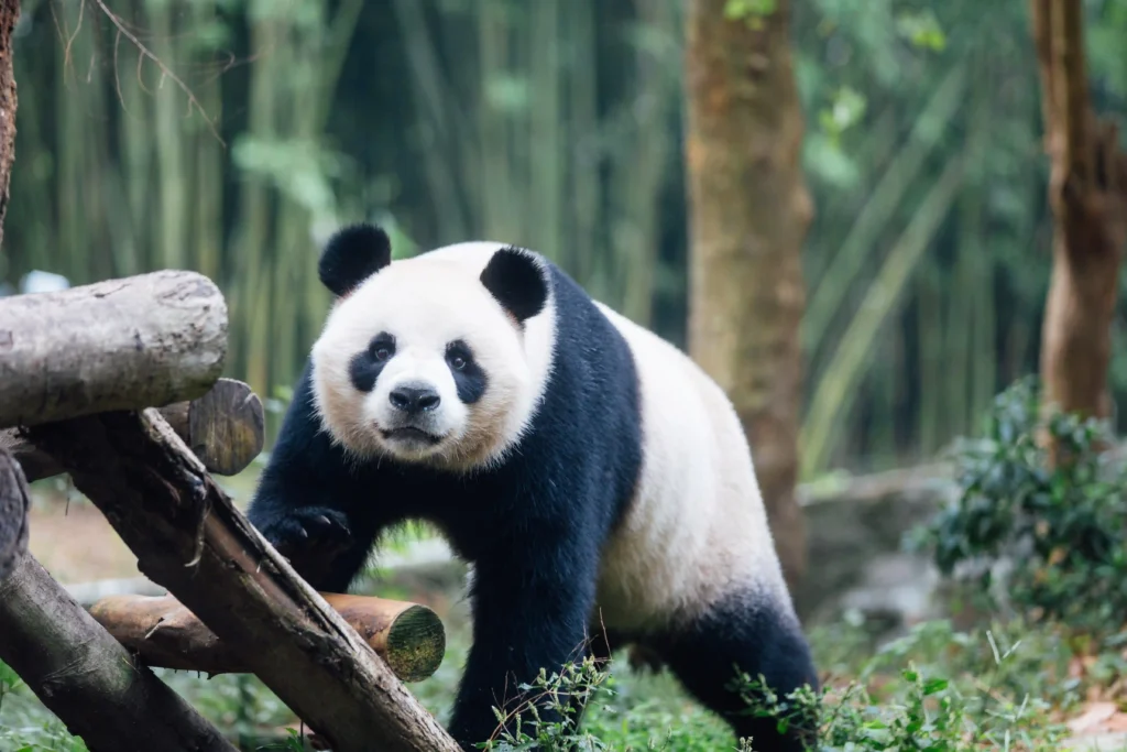 Giant pandas An An and Ke Ke keep their names after Ocean Park receives 22,600 suggestions. The five-year-olds debut in Hong Kong, highlighting conservation efforts.