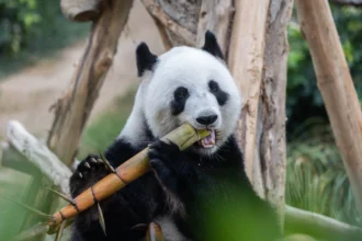 Giant pandas An An and Ke Ke keep their names after Ocean Park receives 22,600 suggestions. The five-year-olds debut in Hong Kong, highlighting conservation efforts.