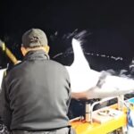 A fisherman off the coast of Korea was body-slammed by a 2.2-meter, 150kg shark in a shocking moment caught on camera. He escaped uninjured, and the viral video has 1.9M views!