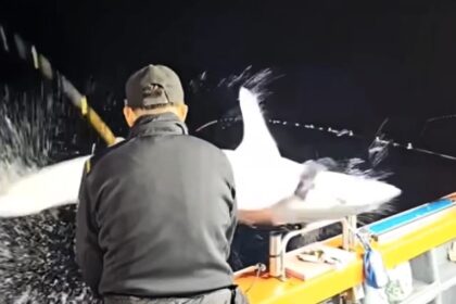 A fisherman off the coast of Korea was body-slammed by a 2.2-meter, 150kg shark in a shocking moment caught on camera. He escaped uninjured, and the viral video has 1.9M views!