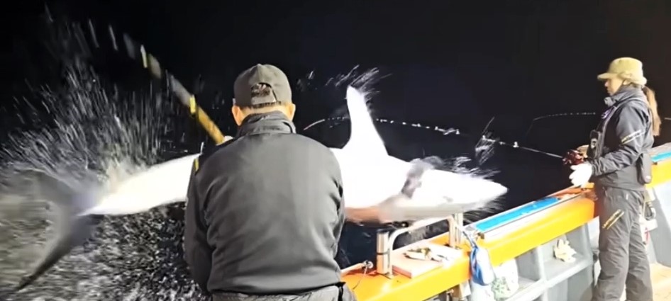 A fisherman off the coast of Korea was body-slammed by a 2.2-meter, 150kg shark in a shocking moment caught on camera. He escaped uninjured, and the viral video has 1.9M views!