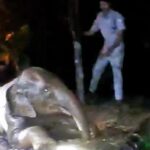 A baby elephant was rescued from a muddy well in Kerala, India, and reunited with its herd after an hour-long operation by forest officials and firefighters. Heartwarming!