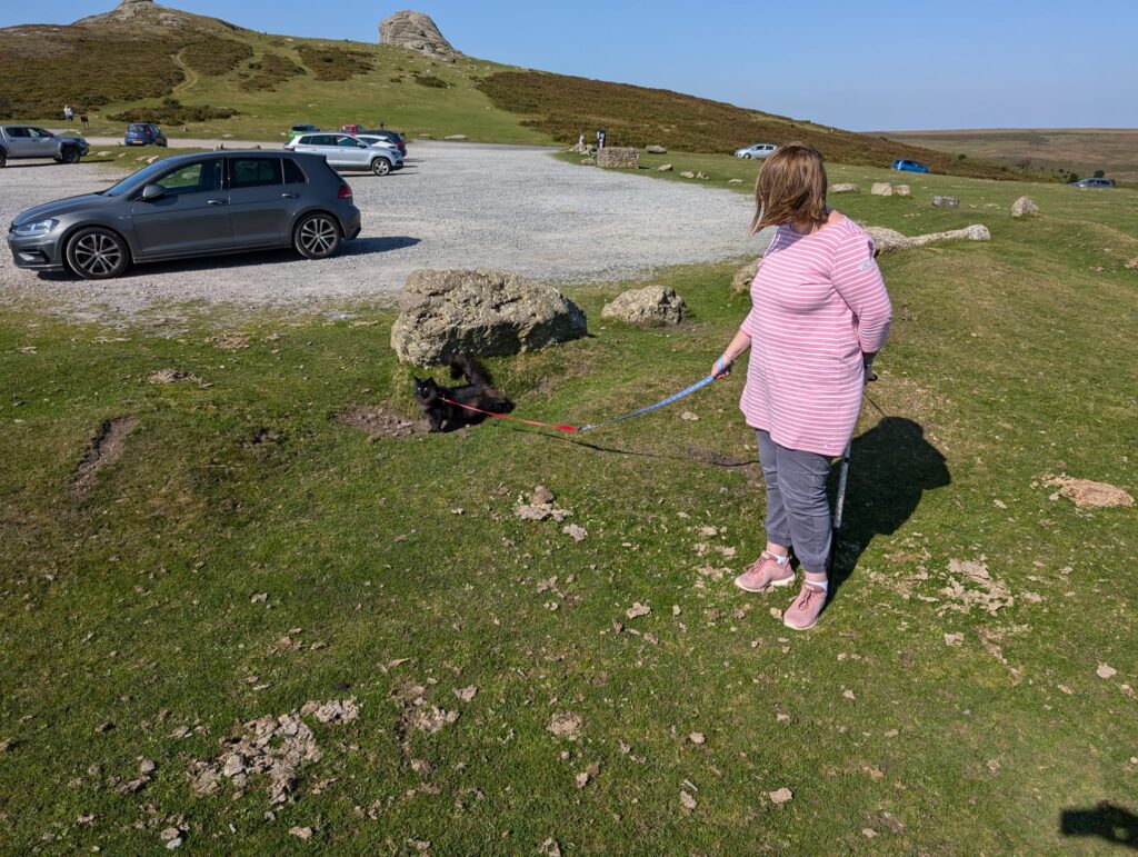 Norwegian Forest cat Indie explores Dartmoor on a lead, delighting fans with her wilderness adventures. Follow her charming escapades on Instagram for feline wanderlust!