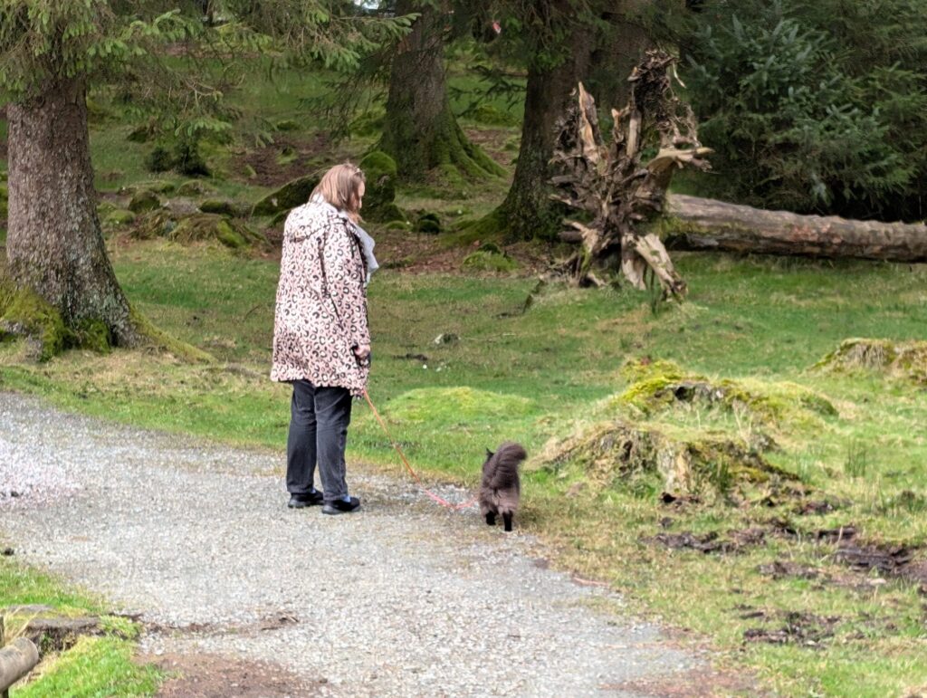 Norwegian Forest cat Indie explores Dartmoor on a lead, delighting fans with her wilderness adventures. Follow her charming escapades on Instagram for feline wanderlust!