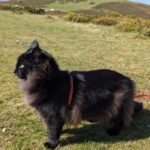 Norwegian Forest cat Indie explores Dartmoor on a lead, delighting fans with her wilderness adventures. Follow her charming escapades on Instagram for feline wanderlust!