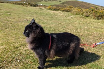 Norwegian Forest cat Indie explores Dartmoor on a lead, delighting fans with her wilderness adventures. Follow her charming escapades on Instagram for feline wanderlust!