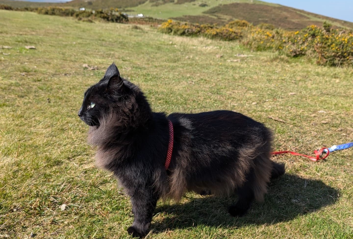 Norwegian Forest cat Indie explores Dartmoor on a lead, delighting fans with her wilderness adventures. Follow her charming escapades on Instagram for feline wanderlust!