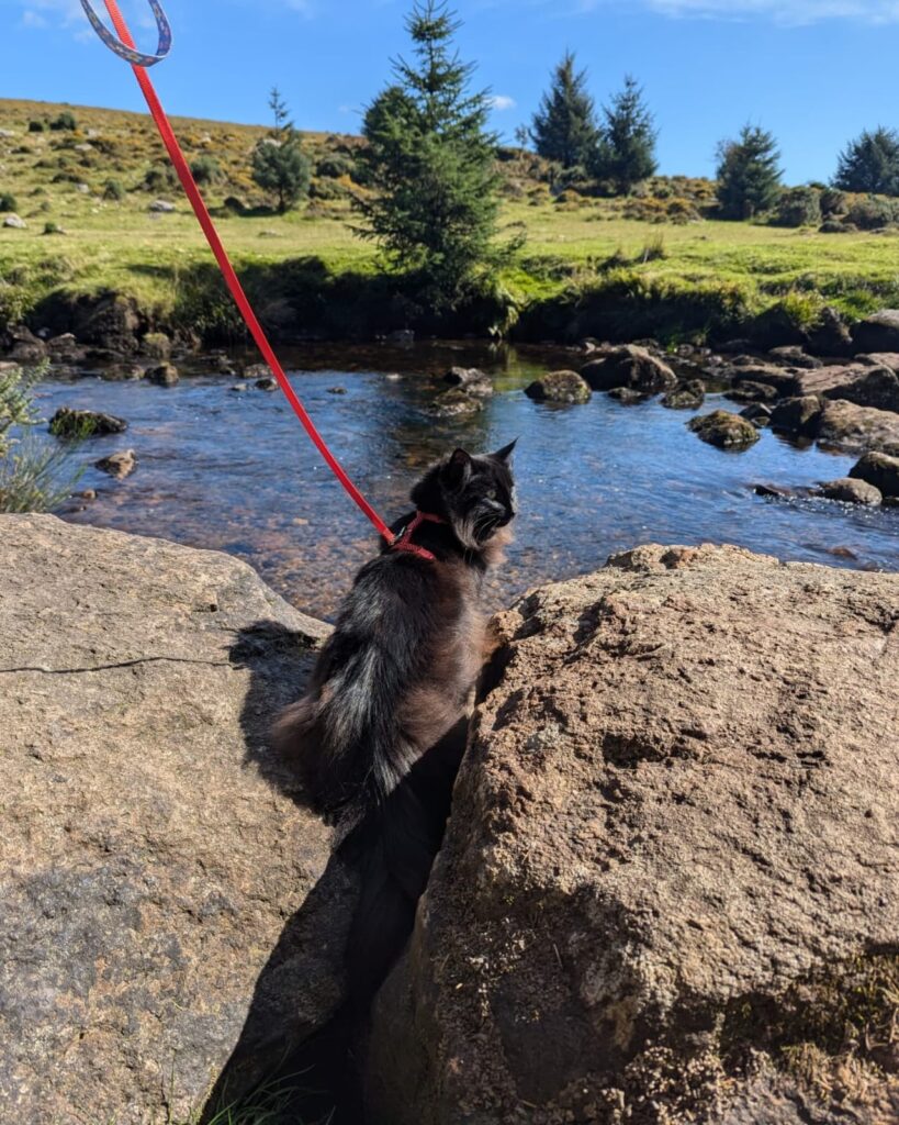 Norwegian Forest cat Indie explores Dartmoor on a lead, delighting fans with her wilderness adventures. Follow her charming escapades on Instagram for feline wanderlust!