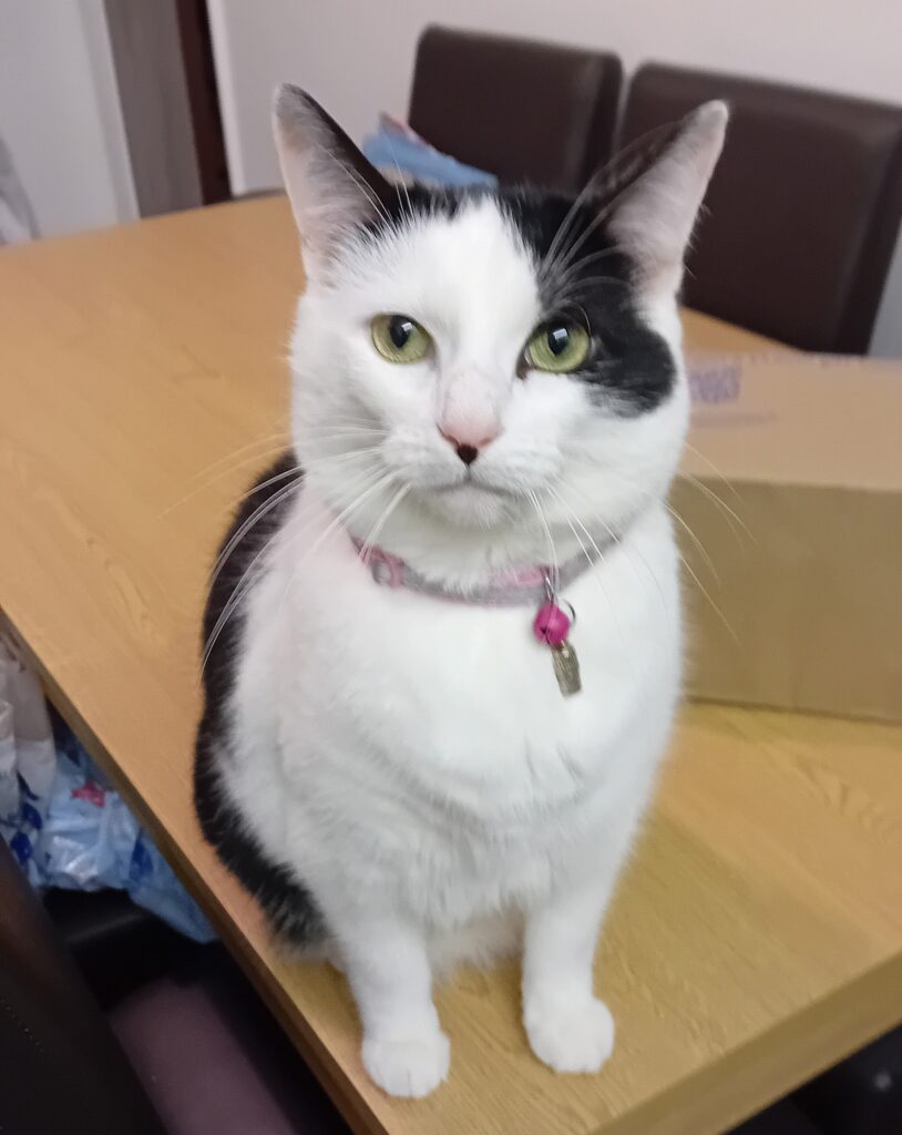 Neglected cat Luna survived a month alone in a rubbish-strewn house after her owner was jailed, drinking from a dripping tap and scavenging food. Now, she's thriving in a loving new home.