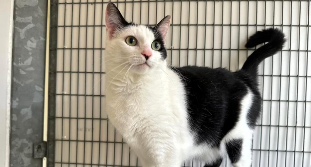 Neglected cat Luna survived a month alone in a rubbish-strewn house after her owner was jailed, drinking from a dripping tap and scavenging food. Now, she's thriving in a loving new home.