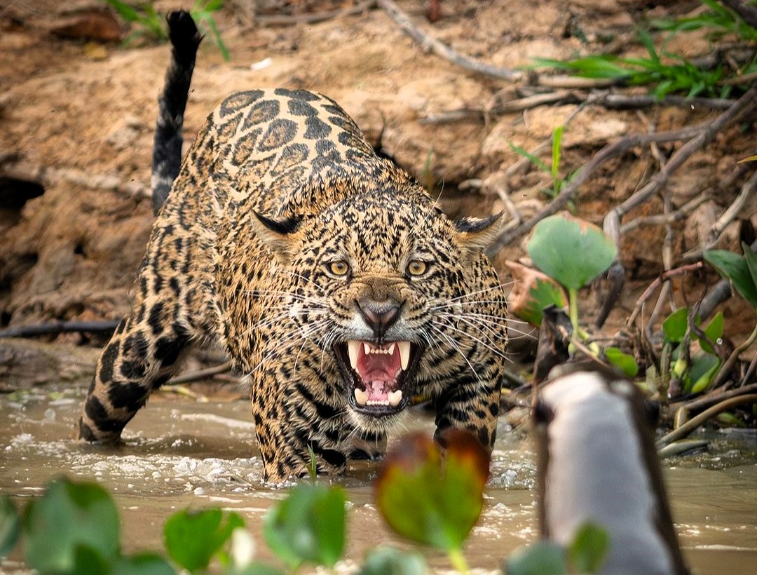 A group of cheeky giant otters outsmarted a jaguar in a dramatic standoff at Brazil's São Lourenço River. The big cat retreated, highlighting the otters' clever teamwork!