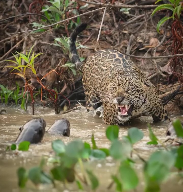 A group of cheeky giant otters outsmarted a jaguar in a dramatic standoff at Brazil's São Lourenço River. The big cat retreated, highlighting the otters' clever teamwork!