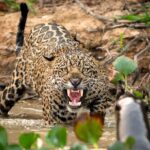 A group of cheeky giant otters outsmarted a jaguar in a dramatic standoff at Brazil's São Lourenço River. The big cat retreated, highlighting the otters' clever teamwork!