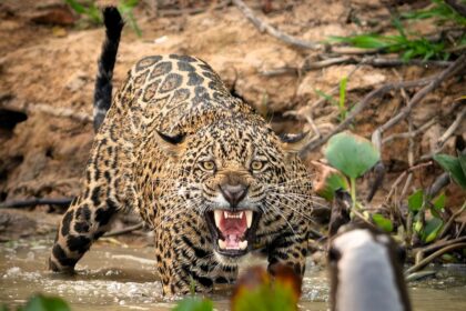 A group of cheeky giant otters outsmarted a jaguar in a dramatic standoff at Brazil's São Lourenço River. The big cat retreated, highlighting the otters' clever teamwork!