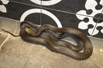 A venomous snake stunned Christmas shoppers when it was found hiding behind boxes in a busy Australian store. A reptile wrangler safely removed the snake from DFO Perth and released it into the wild.