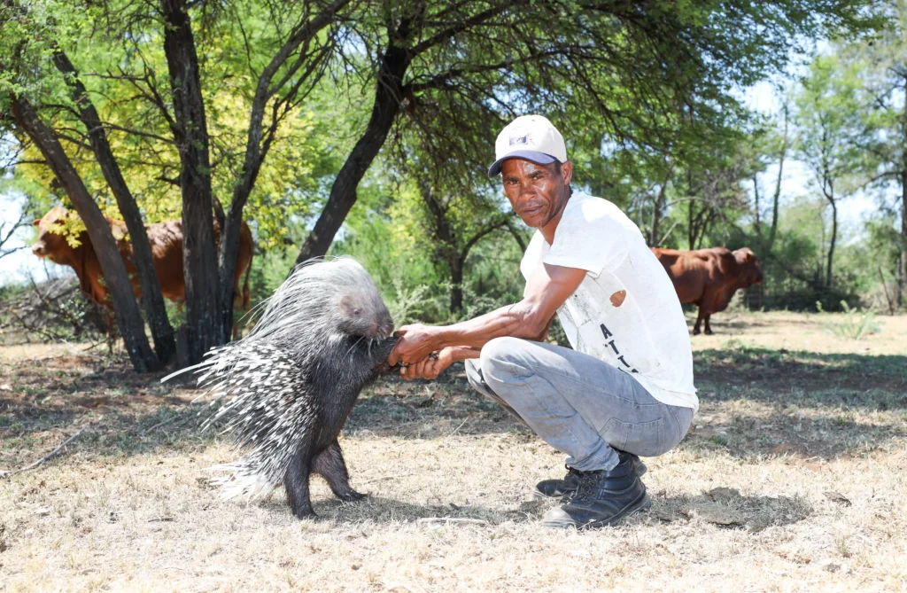 Meet Baby, the 9-month-old porcupine raised as part of a loving family in South Africa—snuggling, picky eating, and nightly homecomings make him truly one of a kind!