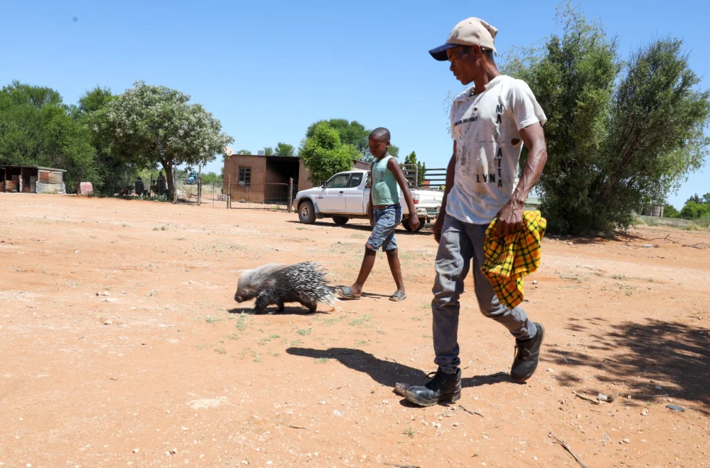 Meet Baby, the 9-month-old porcupine raised as part of a loving family in South Africa—snuggling, picky eating, and nightly homecomings make him truly one of a kind!