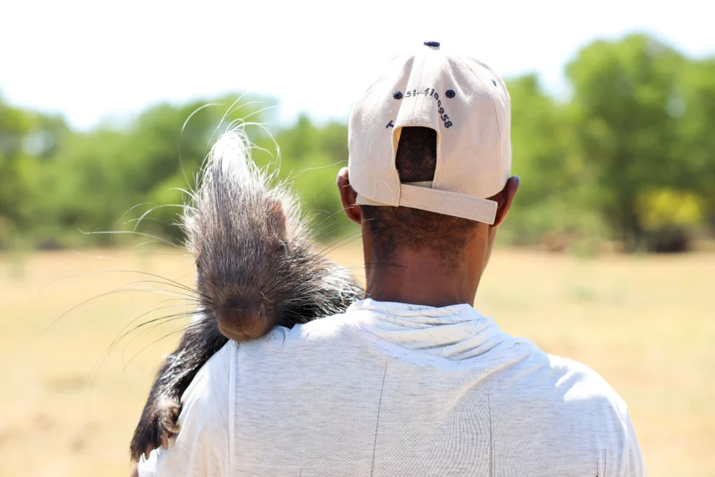 Meet Baby, the 9-month-old porcupine raised as part of a loving family in South Africa—snuggling, picky eating, and nightly homecomings make him truly one of a kind!