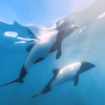 Two rare Commerson's "panda" dolphins, known for their black-and-white markings, were captured frolicking in Patagonia's waters. Wildlife fans praise the heartwarming encounter!